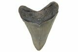 Serrated, Fossil Megalodon Tooth - North Carolina #221878-1